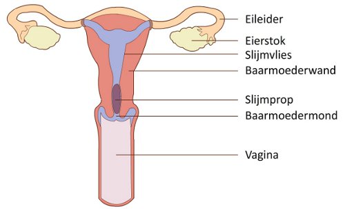 Geile vagina